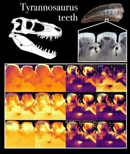LA-ICP-MS elemental maps of Tyrannosaurus teeth